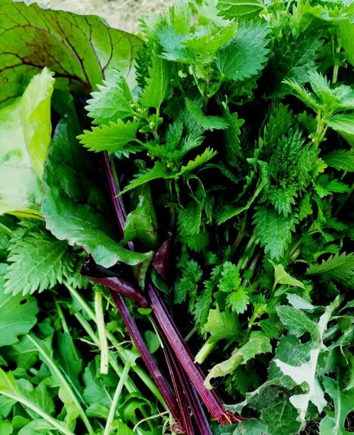 nettle beet greens dandelion zonchus chickweed