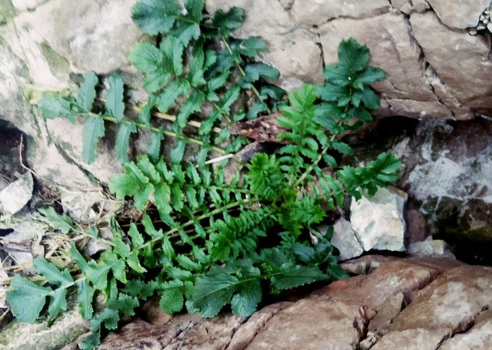 wild radish Raphanum raphanistrum foraging wild food forage