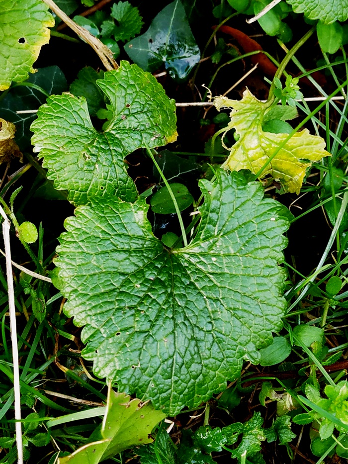 garlic mustard jack-by-the-hedge alliaria petiolata condiment forage foraging wild food