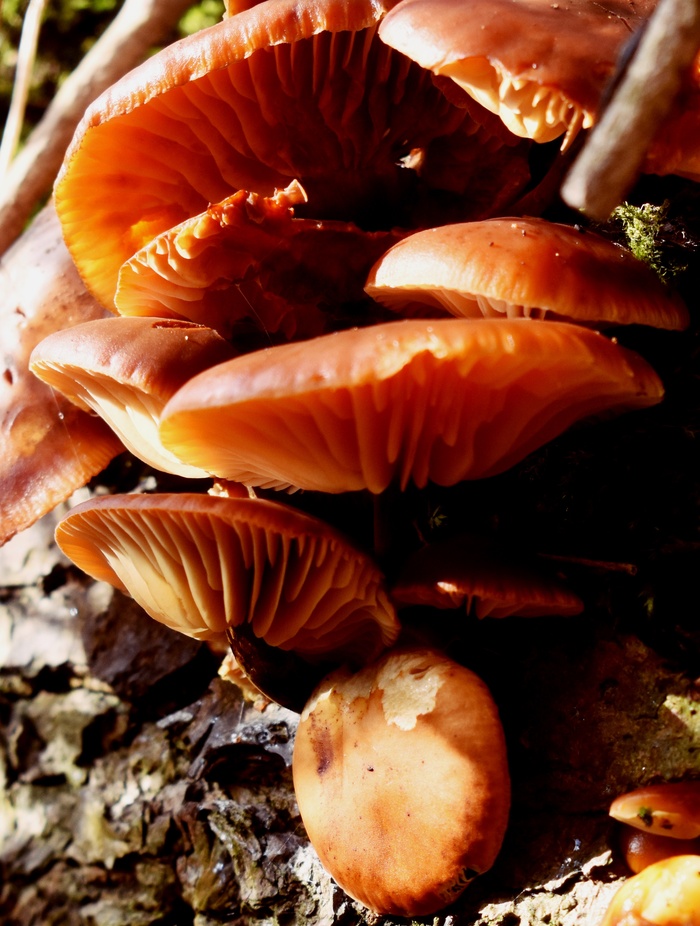 velvet shank flammulina velutipes mushroom wild forage edible foraging wild food