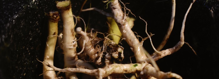 garlic mustard jack-by-the-hedge allaria petiolata root pestle mortar cream horseradish