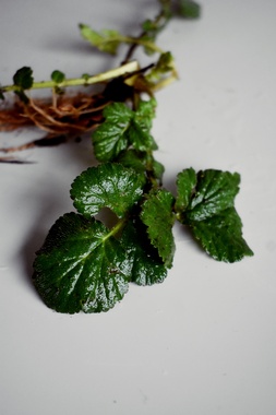 wood avens forage cloves wild food geum urbanum