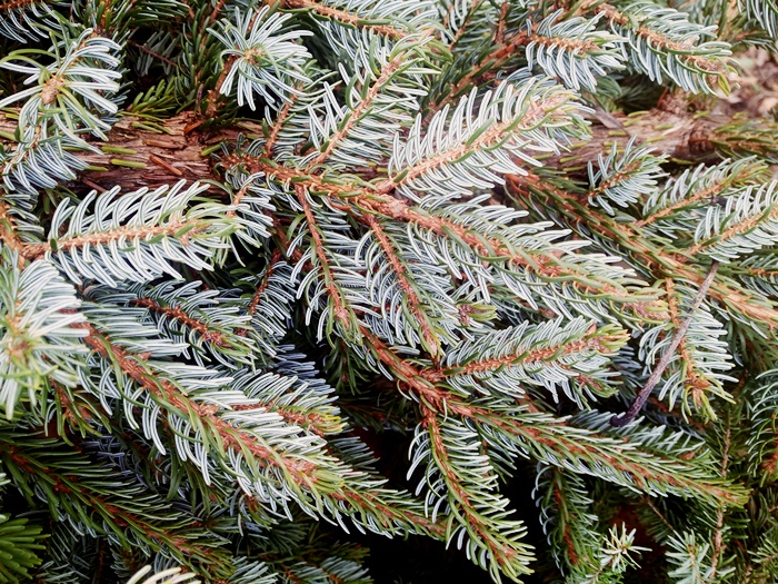 Spruce picea needles foraging forage conifer evergreen winter wild food vitamin c