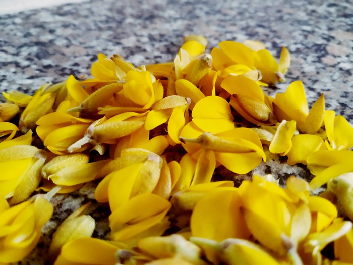 gorse Ulex europaeus flower spring foraging forage yellow coconut