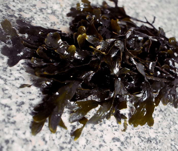 bladder wrack fucus vesiculosus seaweed foraging forage