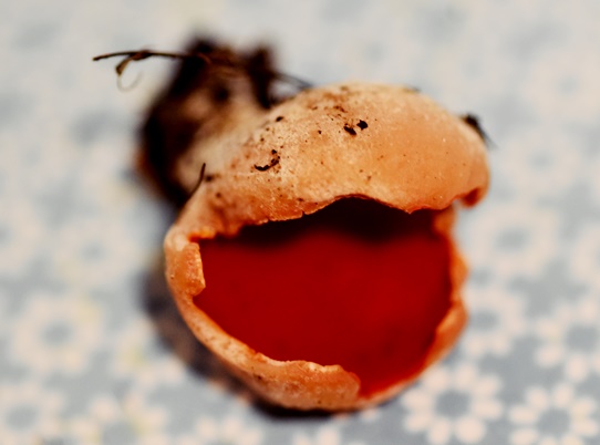 scarlet elf cup mushroom wild sarcoscypha austriaca foraging forage wild food