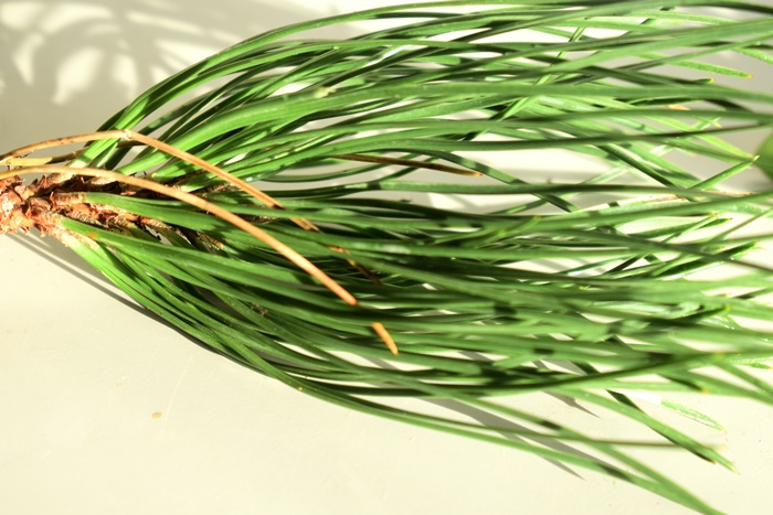 scotch pine needles foraging forage conifer Pinus sylvestris green