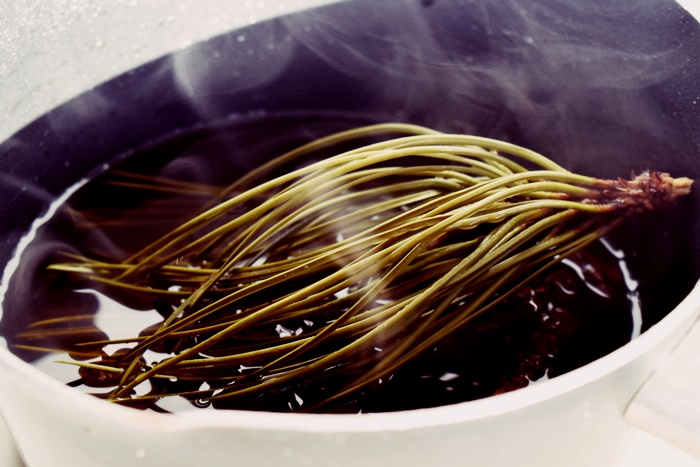 scotch pine pinus sylvestris syrup forage foraging wild food sugar