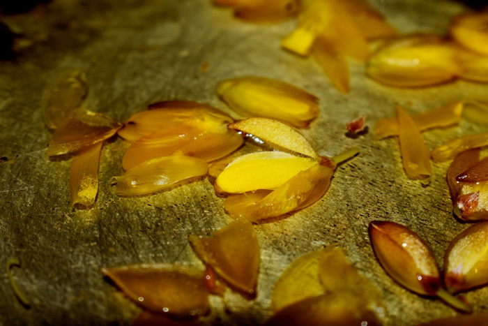 gorse Ulex europaeus syrup sugar baking coconut forage foraging wild food