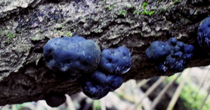 King alfred cake fungus mushroom forage foraging tinder fire winter dead tree ash