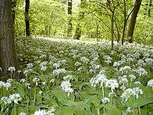 wild garlic allium ursinum forest foraging forage