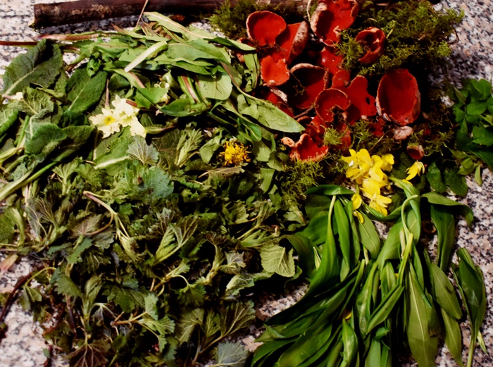 nettles primrose dandelions scarlet elf cups ground elder gorse wild garlic