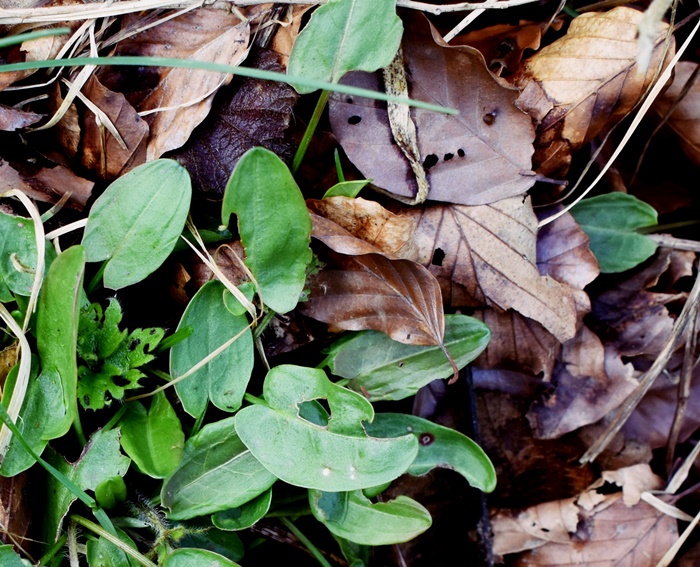 sorrel rumex acetosa sour acidic foraging forager uk
