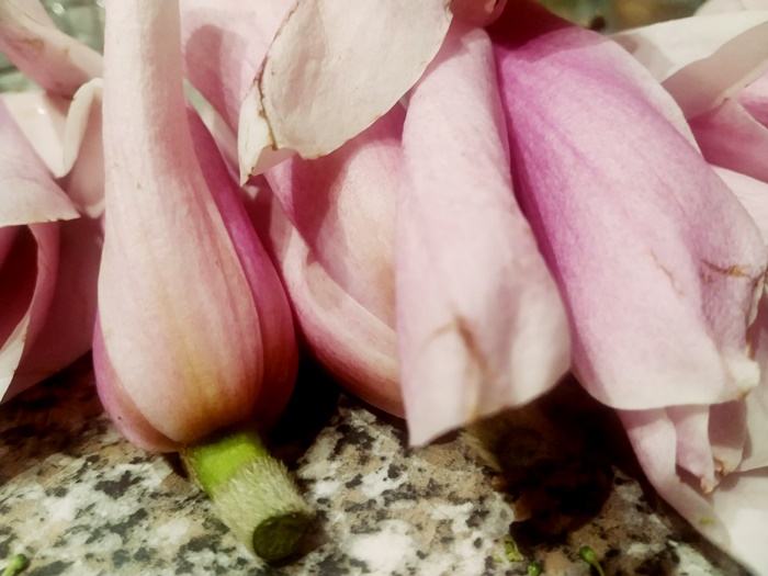 Magnolia flowers, magnolia blossoms, magnolia
