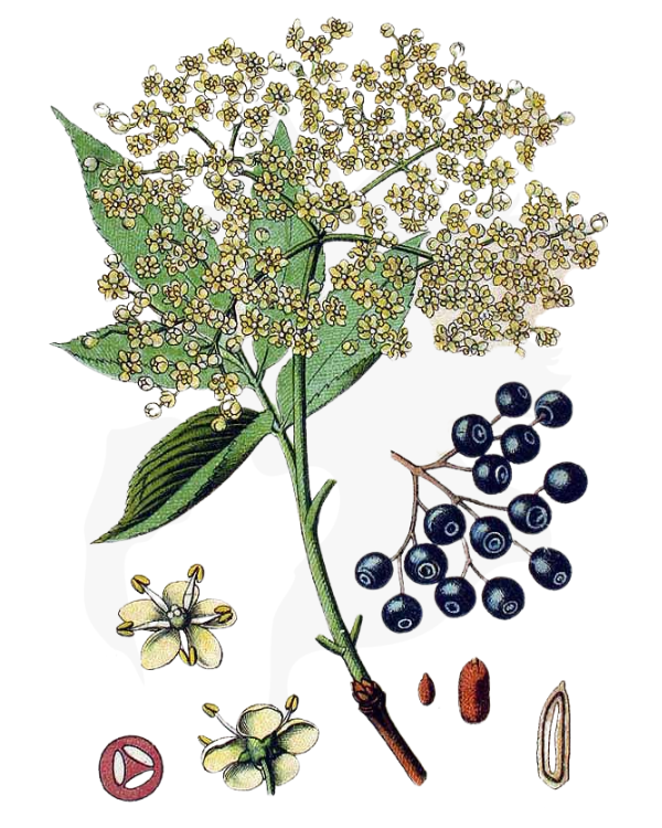 Elder leaf, elder flower