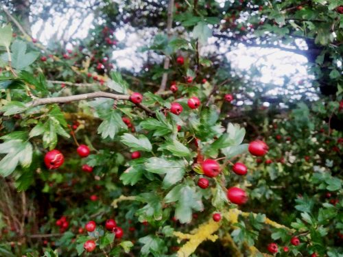 hawthorn fruits in October